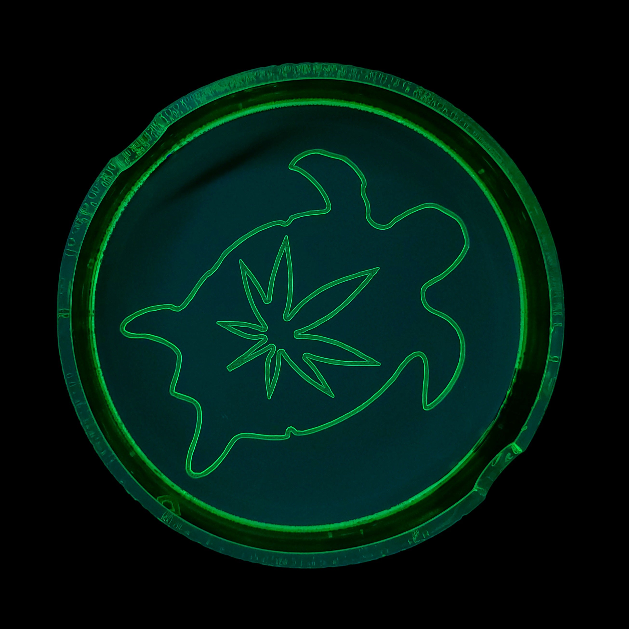 I Like Turtles